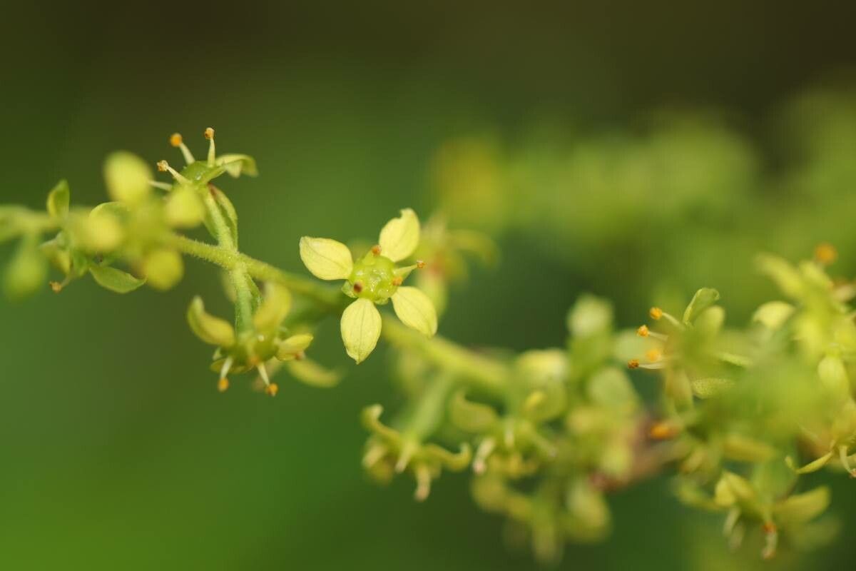 Orixa japonica flower
