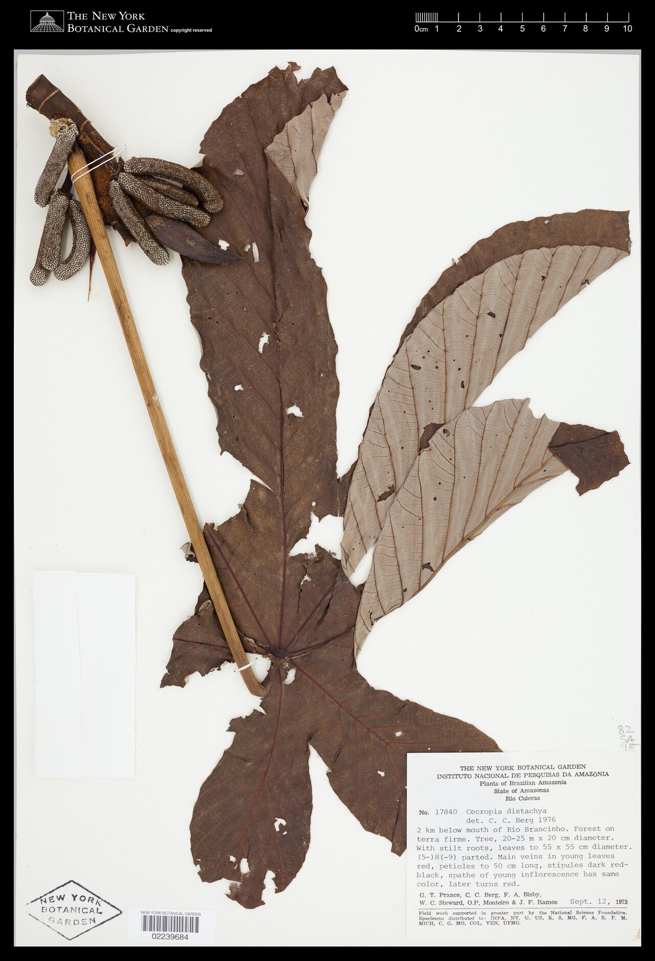 Cecropia distachya leaf