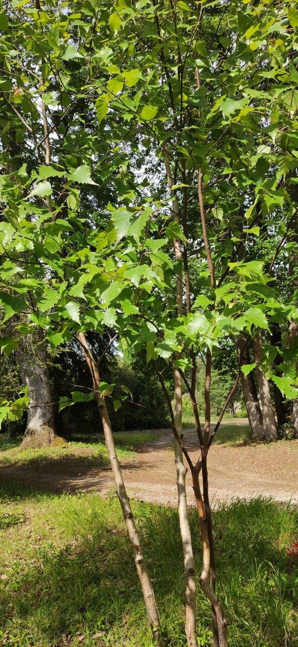 Betula populifolia habit