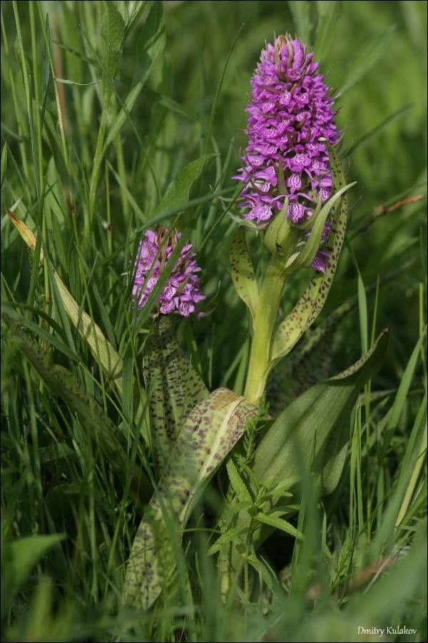 Dactylorhiza baltica flower