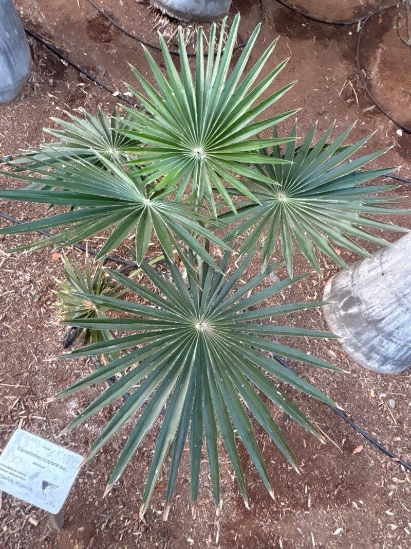 Coccothrinax scoparia — search result for 'Scoparia'