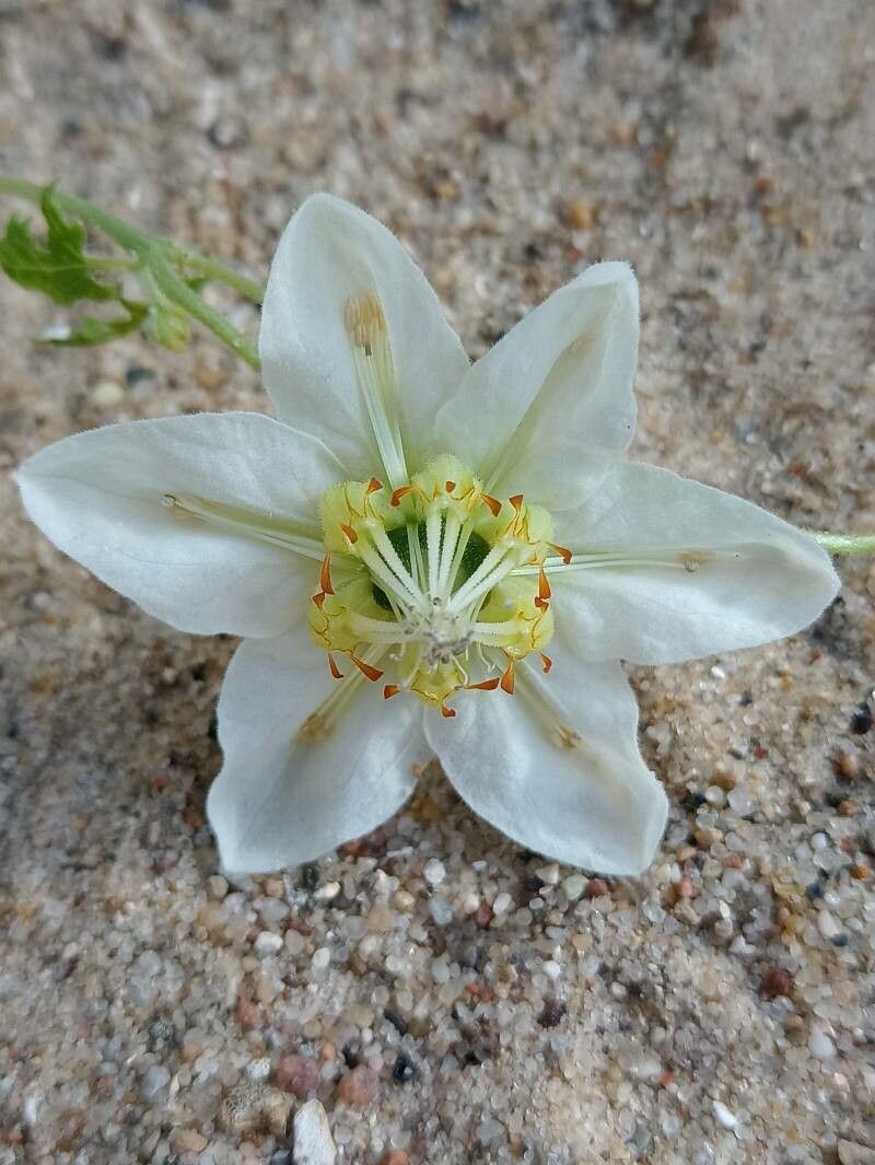 Caiophora dederichiorum flower