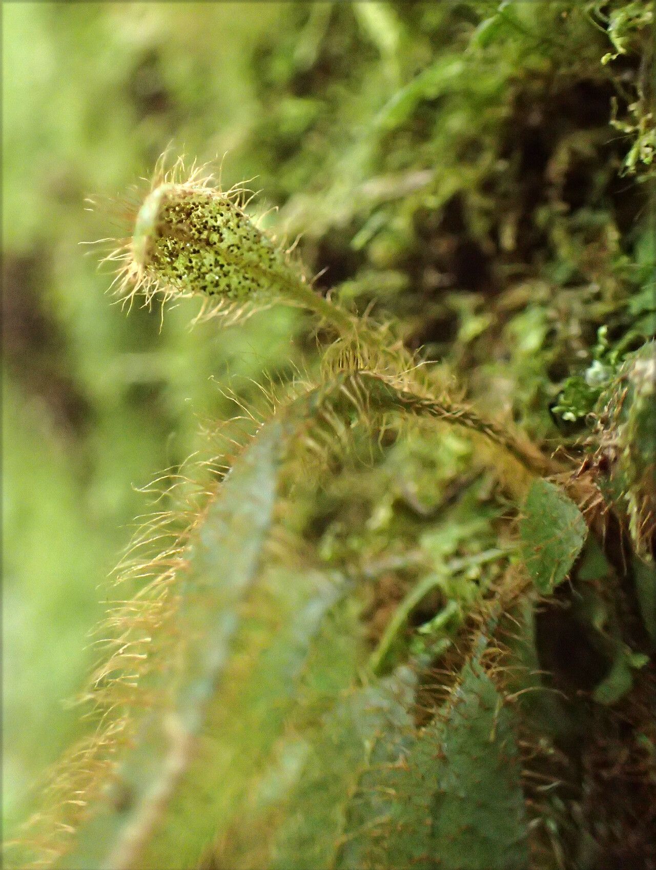 Elaphoglossum phanerophlebium — houseplant care guide