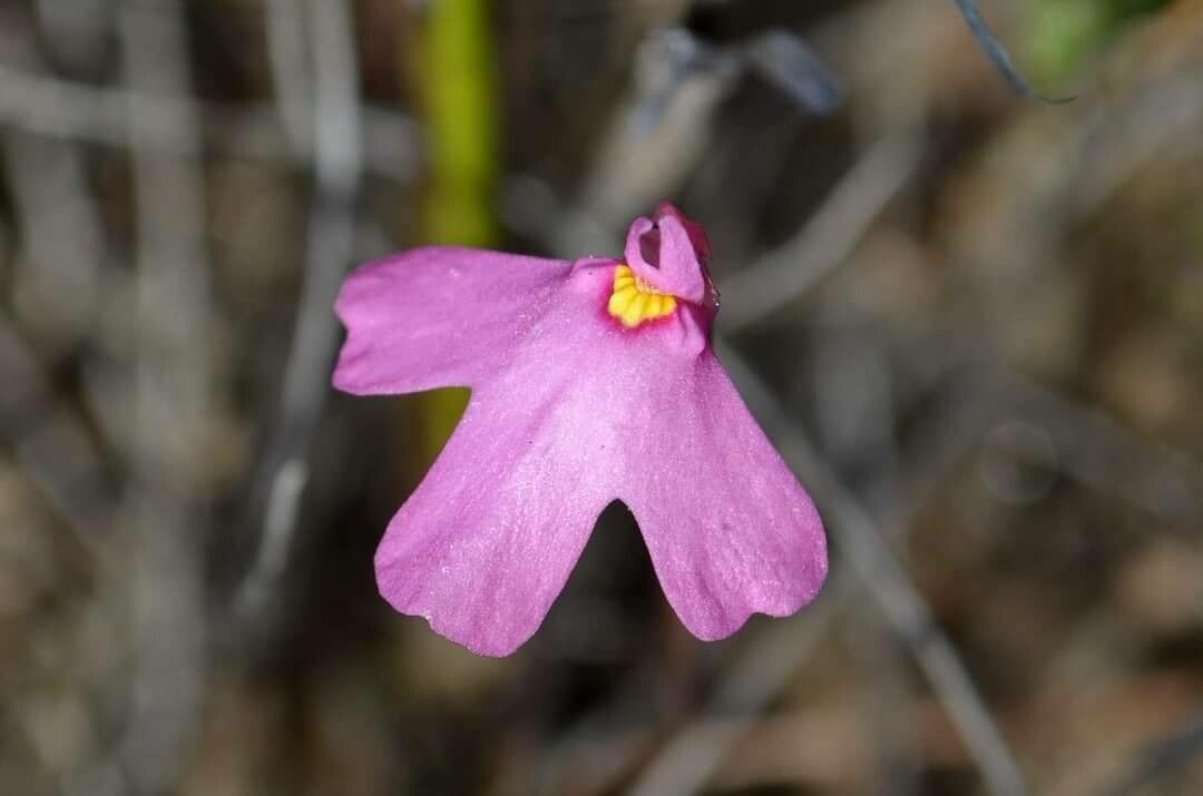 Utricularia multifida flower
