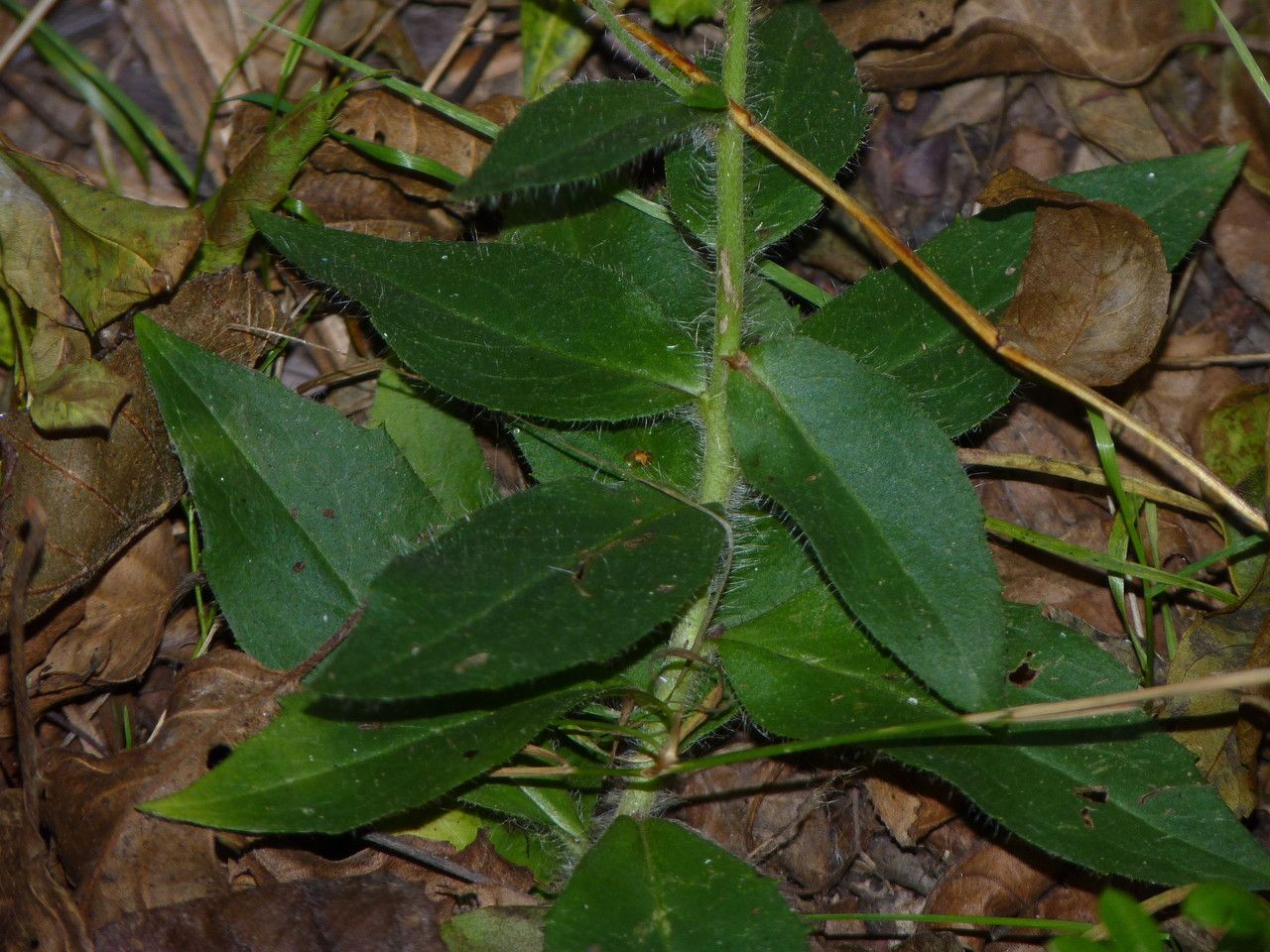 Hieracium laevigatum — search result for 'Hieracium'