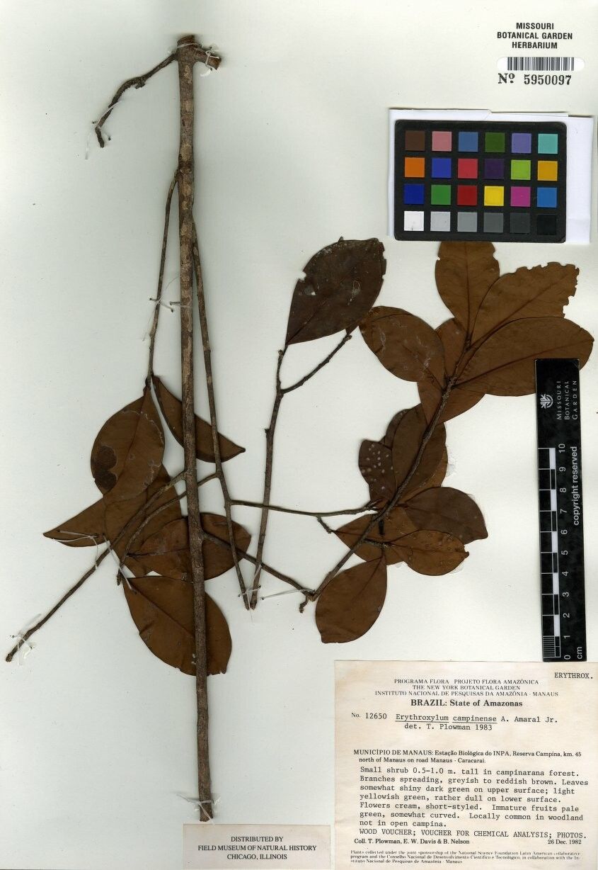 Erythroxylum campinense — houseplant care guide