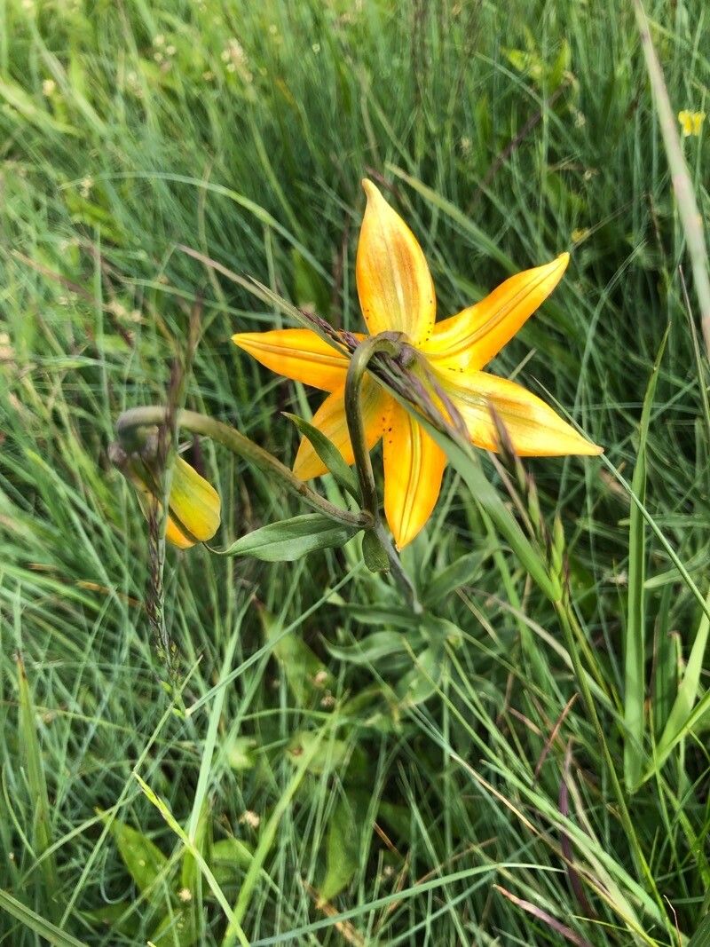 Lilium columbianum leaf