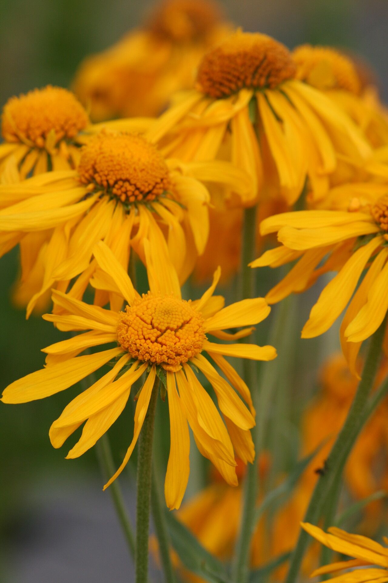 Hymenoxys hoopesii flower