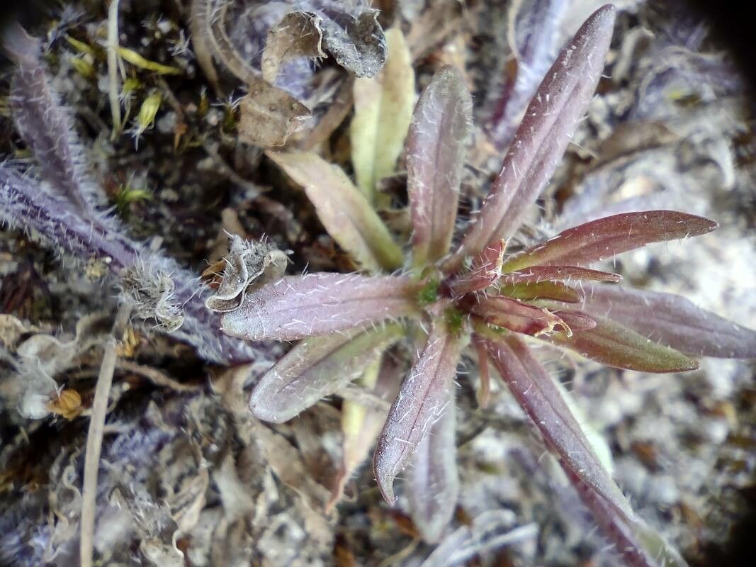 Pterocephalus plumosus leaf