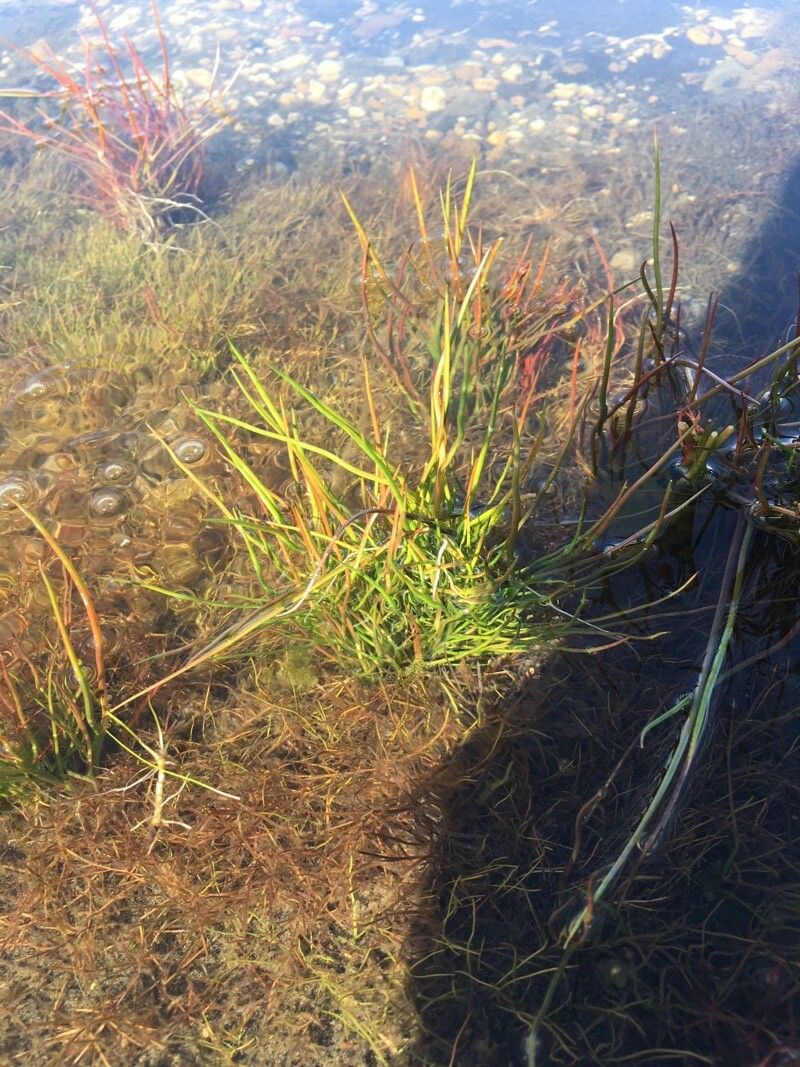 Isoetes boryana — related species from the same genus