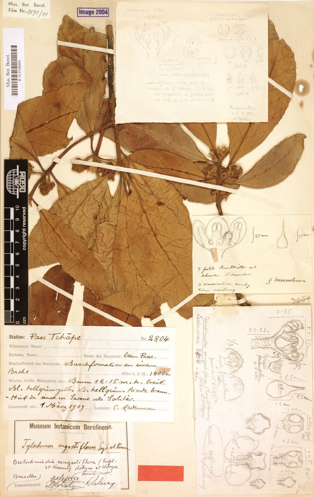 Beilschmiedia congestiflora — houseplant care guide