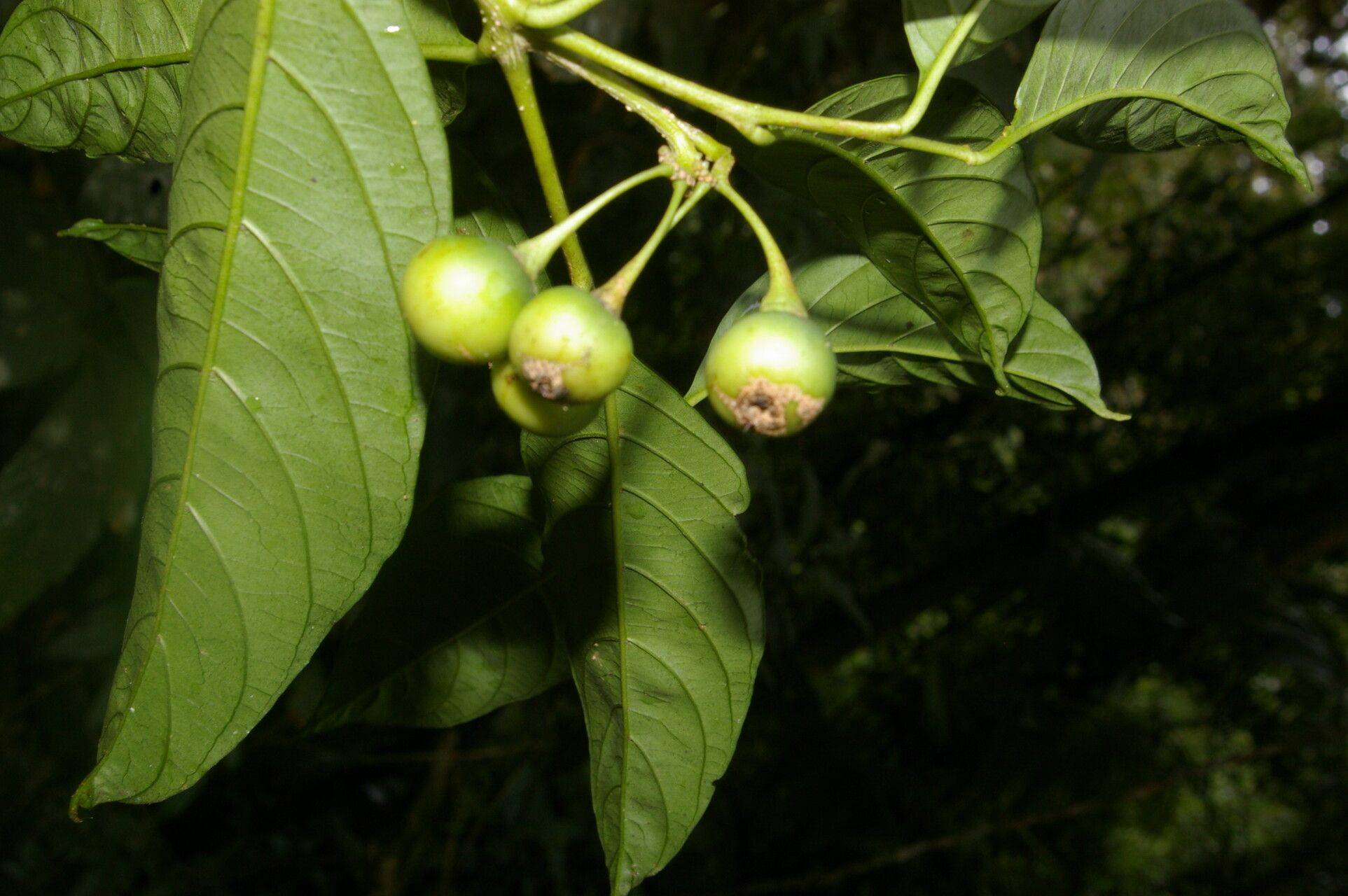 Solanum aphyodendron fruit