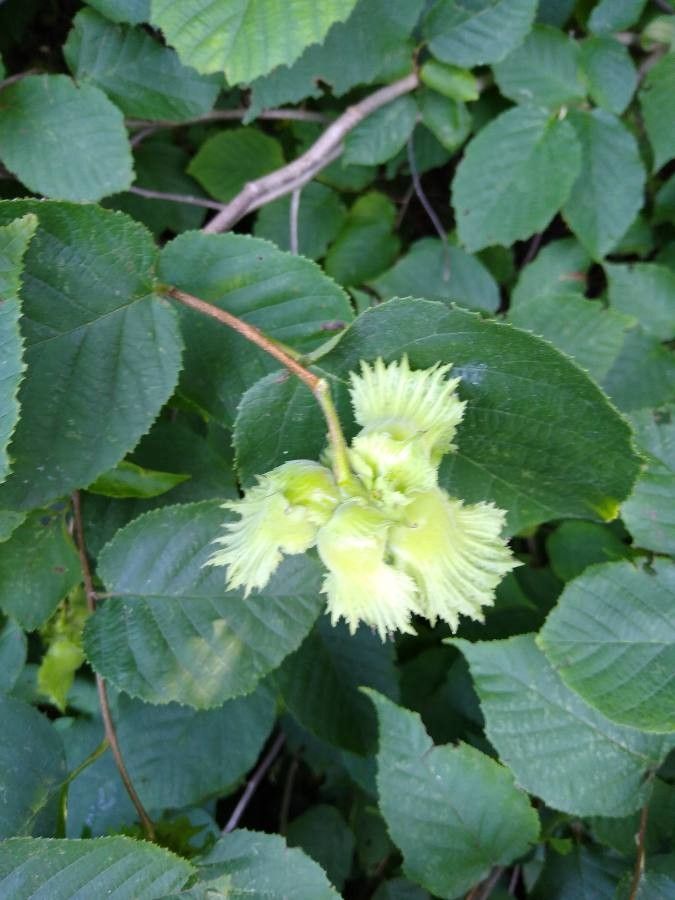Corylus americana fruit