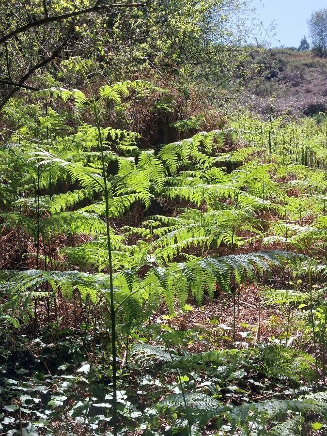 Diplazium caudatum leaf