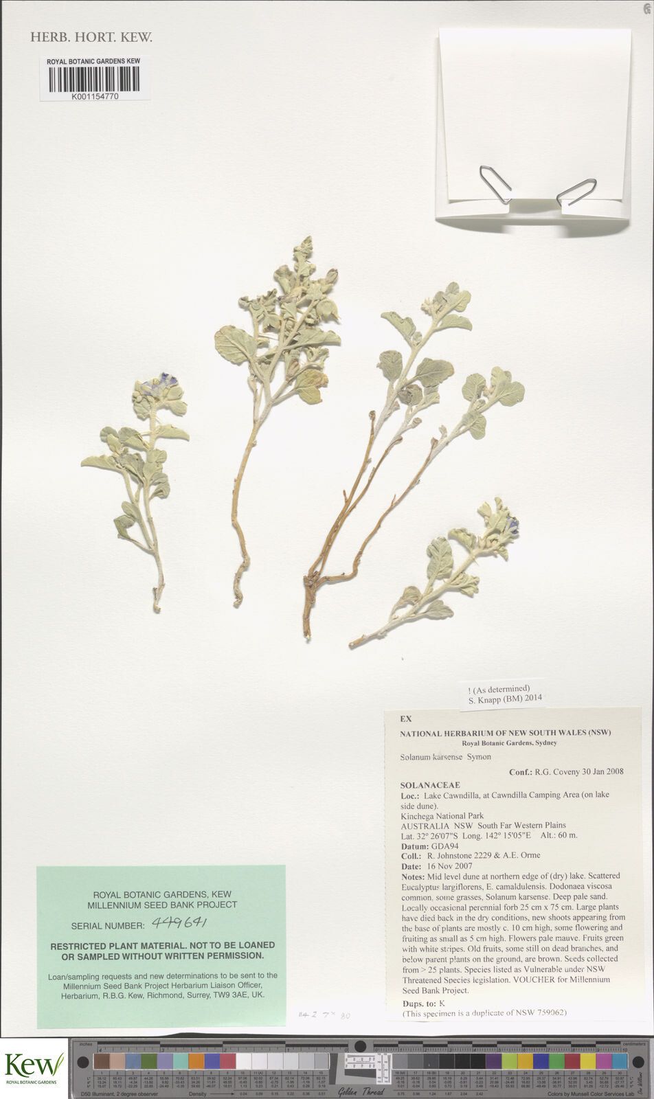 Solanum karsense — houseplant care guide