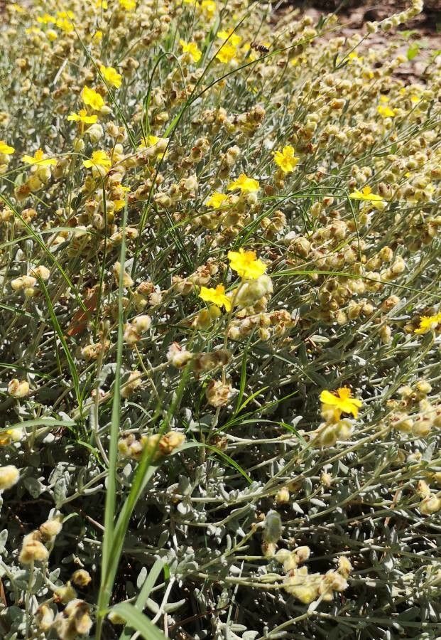 Helianthemum caput-felis habit