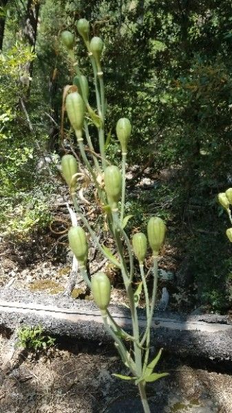 Lilium humboldtii fruit