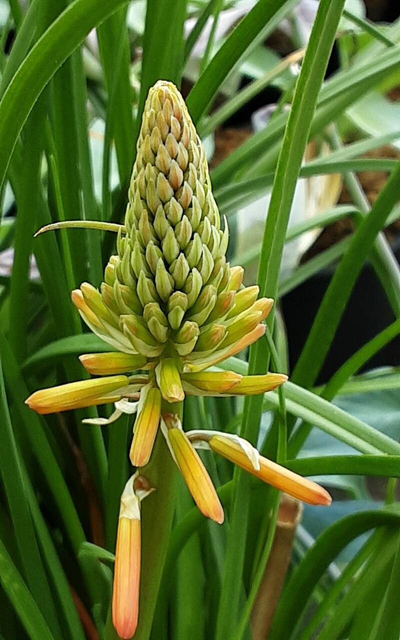 Kniphofia × praecox flower