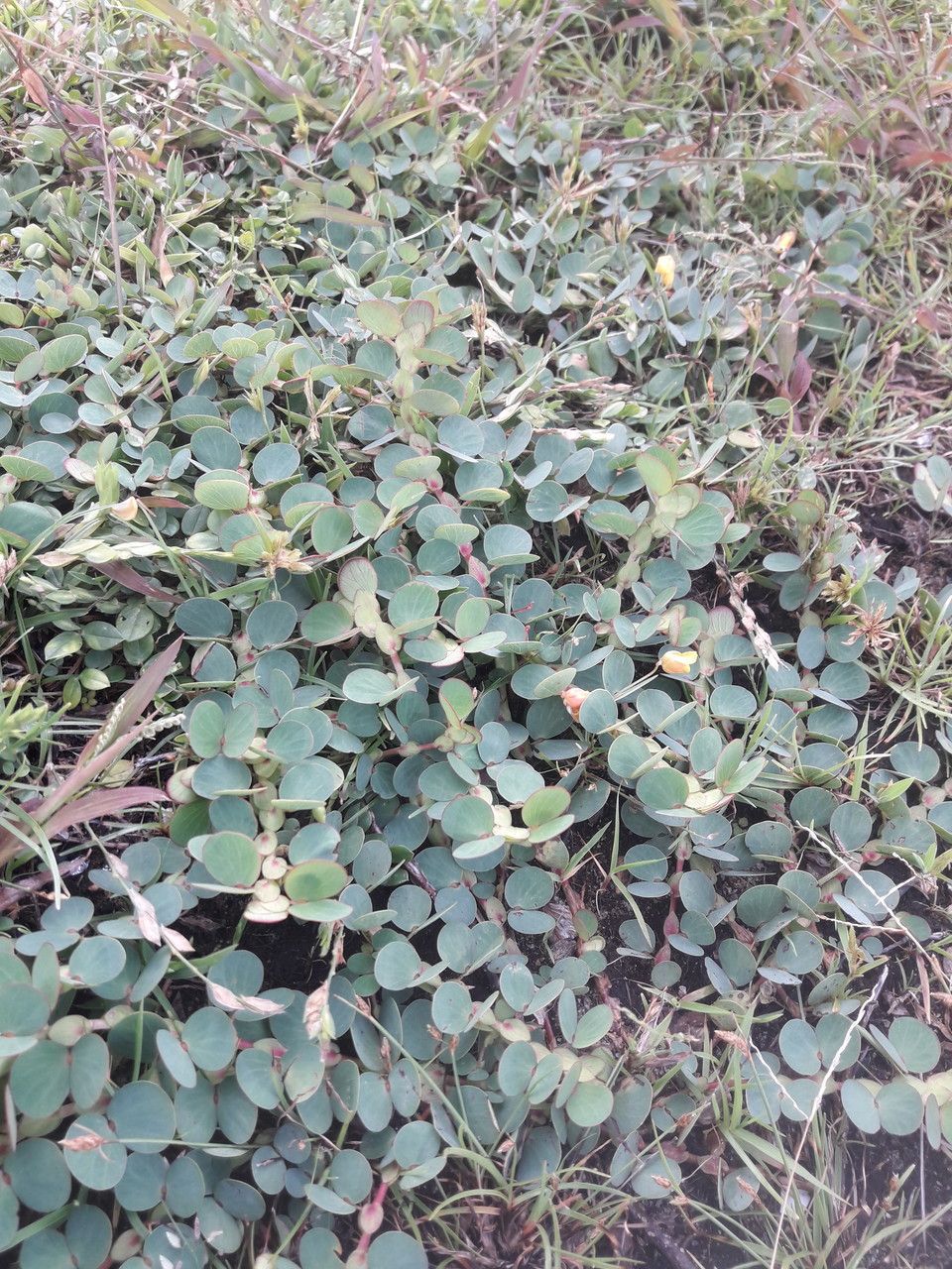 Chamaecrista diphylla habit