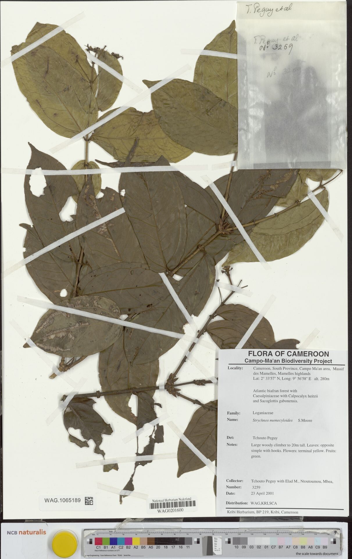 Strychnos memecyloides — houseplant care guide