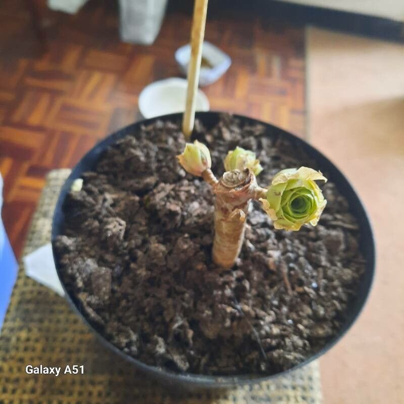 Aeonium smithii leaf