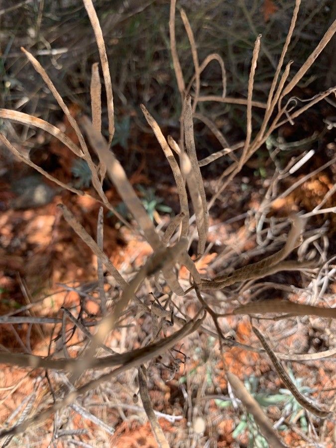 Turritis laxa — related species from the same genus