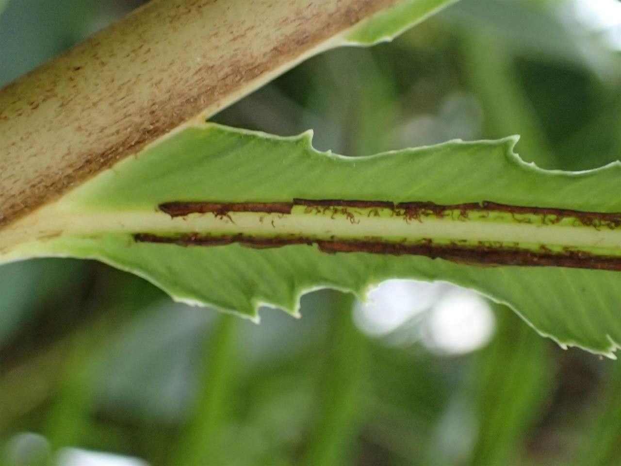 Blechnum brasiliense bark