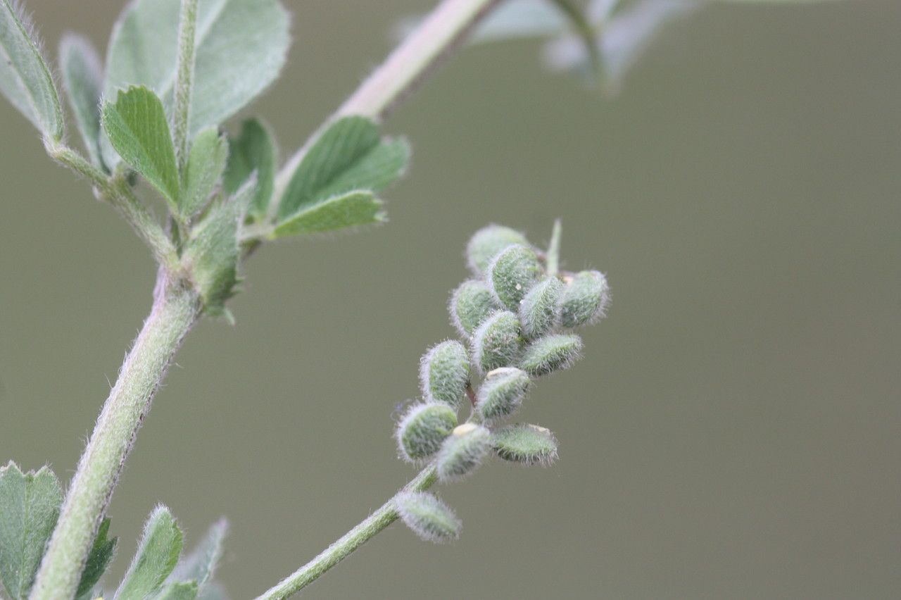 Medicago secundiflora leaf