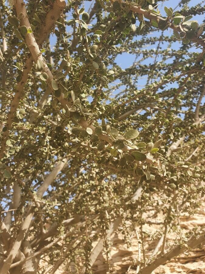 Maerua crassifolia leaf