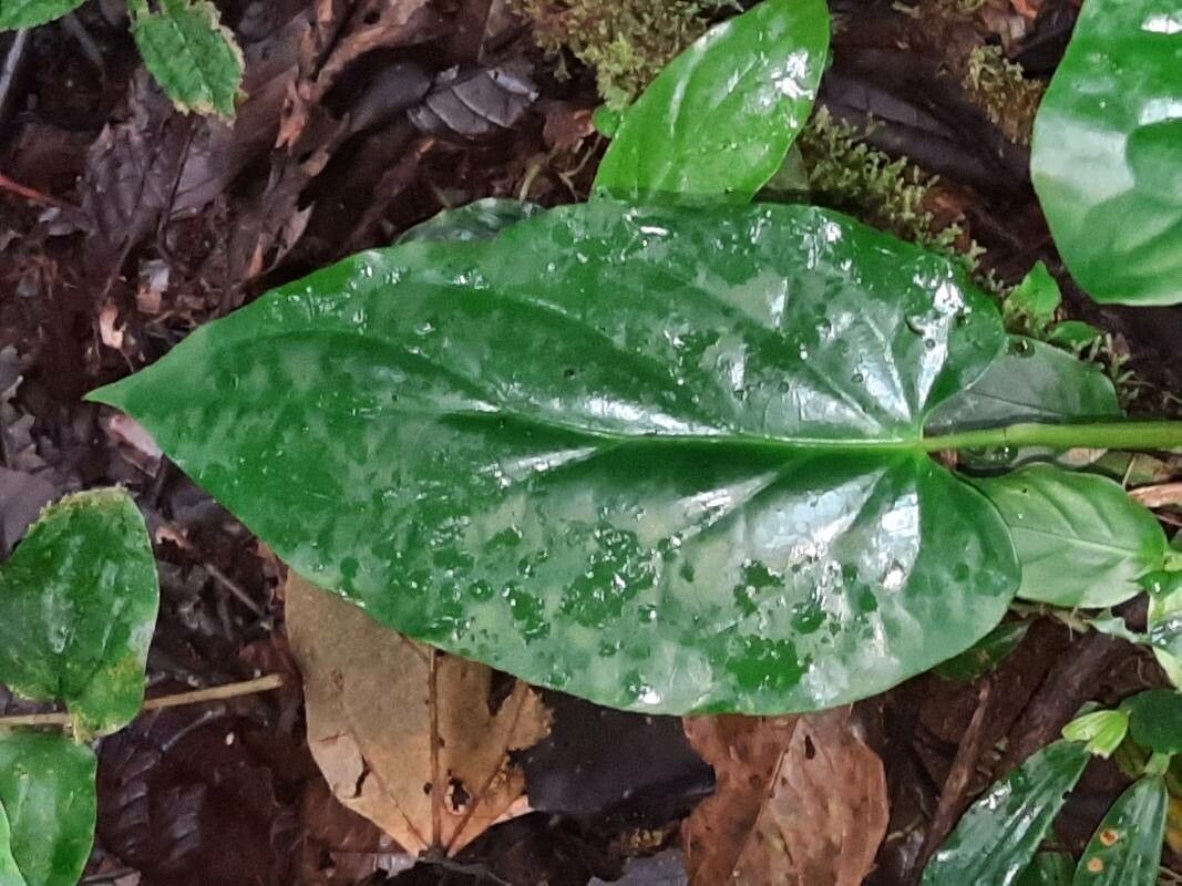 Piper pentagonum — houseplant care guide