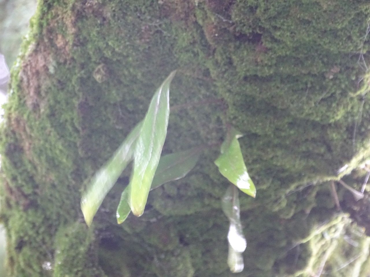 Pleopeltis macrocarpa — houseplant care guide