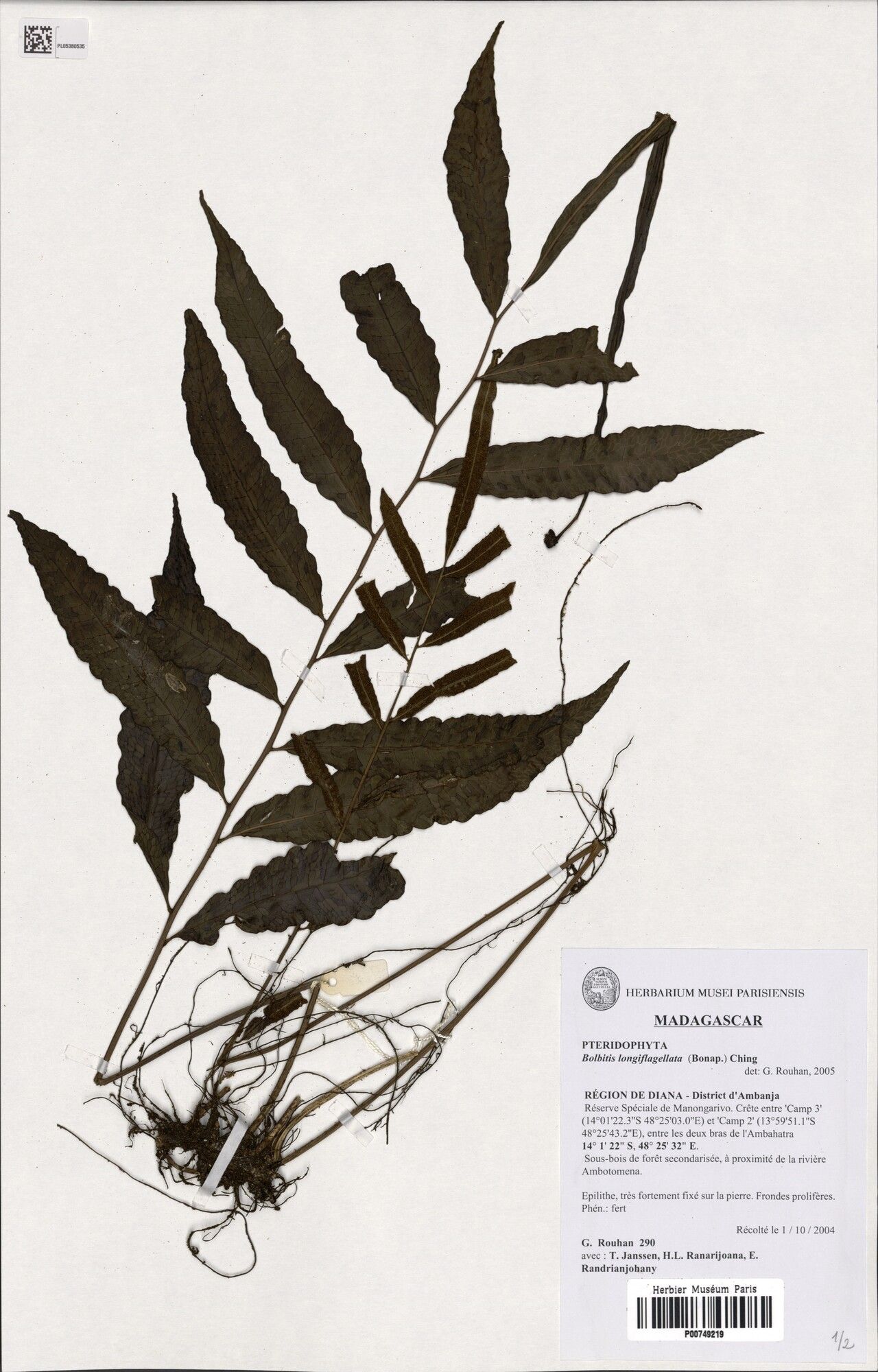 Bolbitis longiflagellata — houseplant care guide