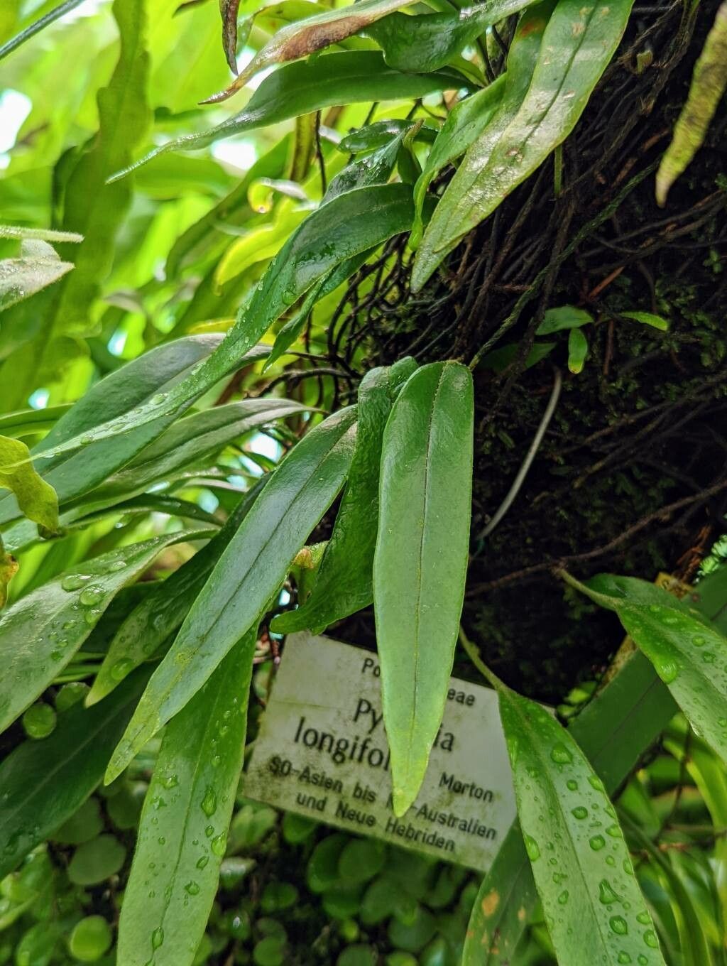 Pyrrosia longifolia leaf
