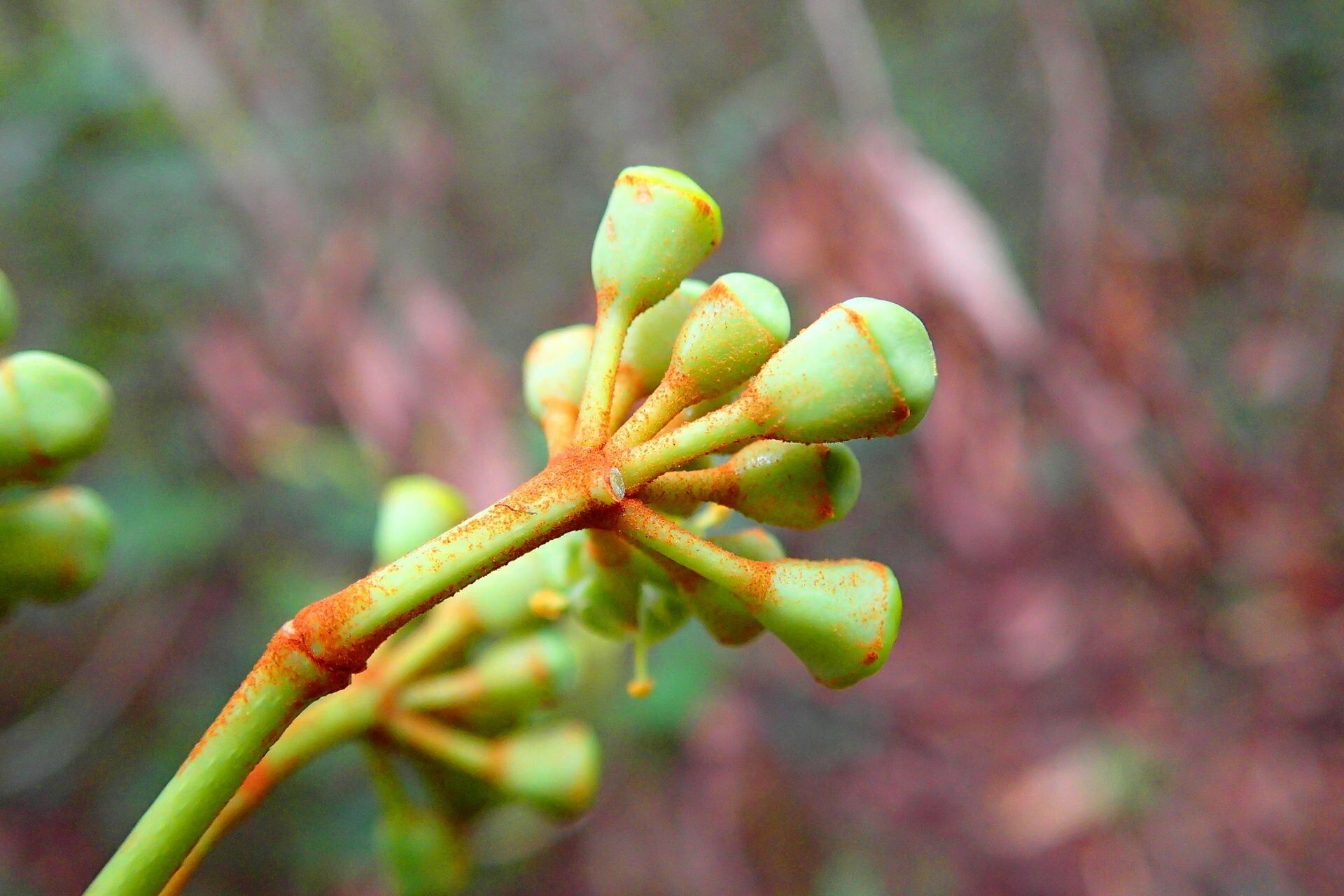 Polyscias otopyrena fruit