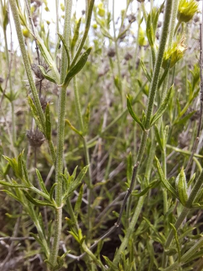 Sideritis tragoriganum leaf