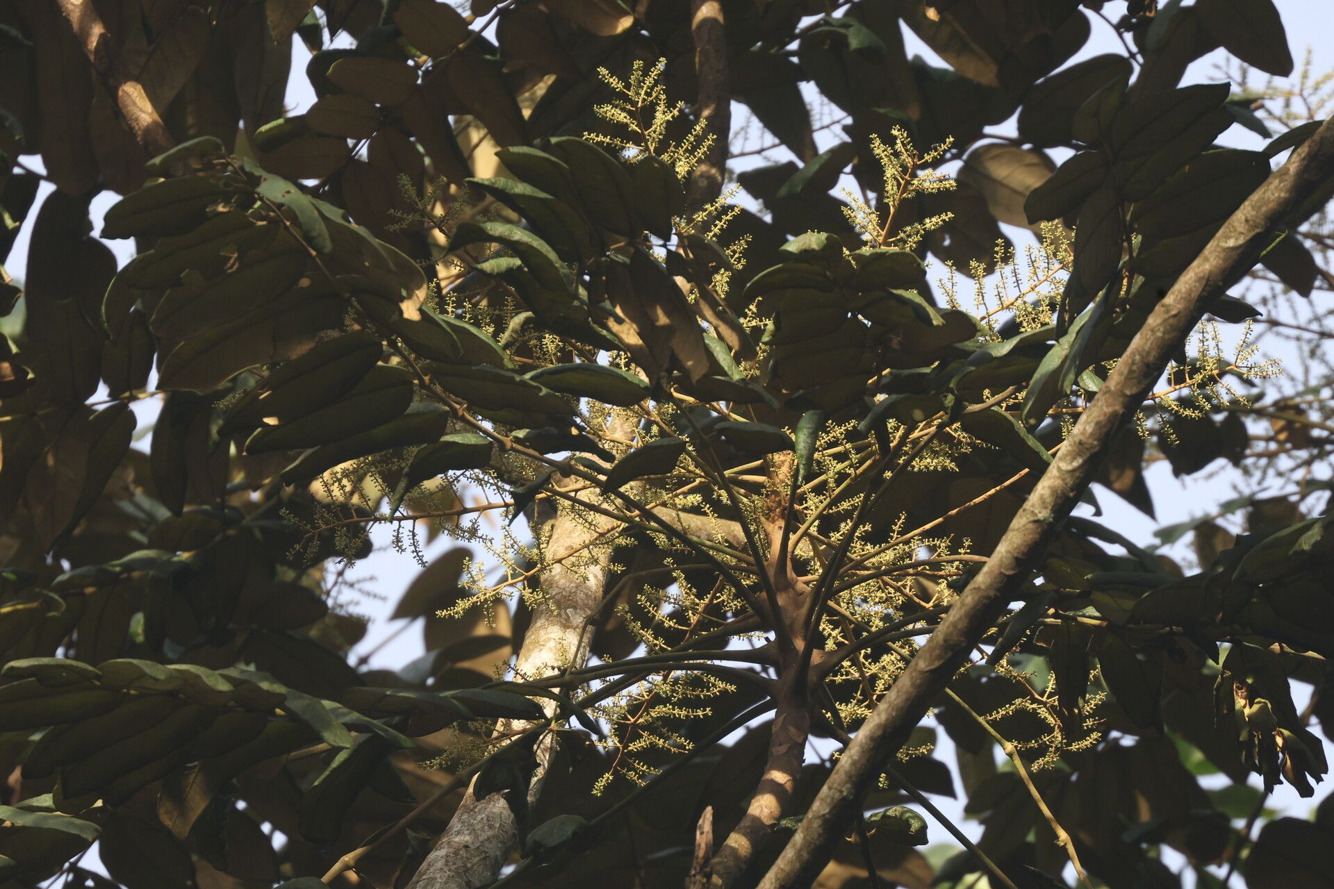 Polyscias fulva leaf