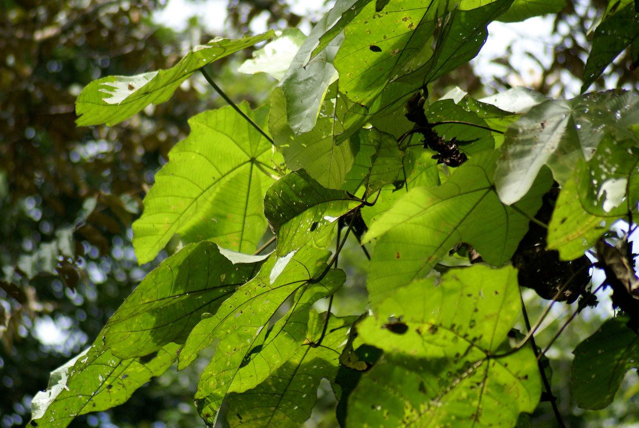 Macaranga gigantifolia leaf