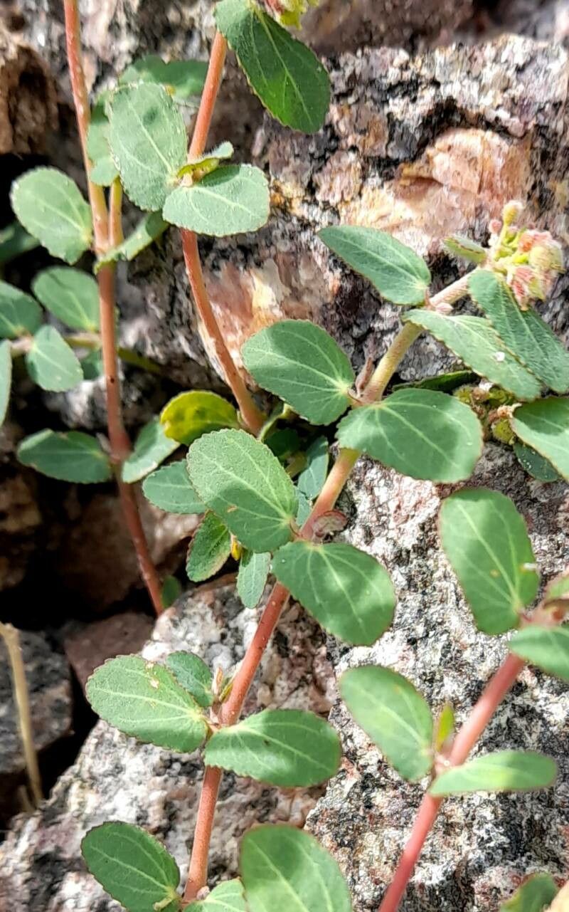 Euphorbia berteroana — houseplant care guide