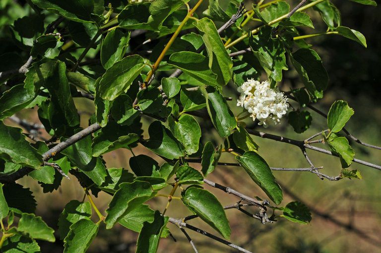 Viburnum ellipticum habit