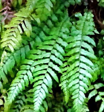 Blechnum filiforme — houseplant care guide