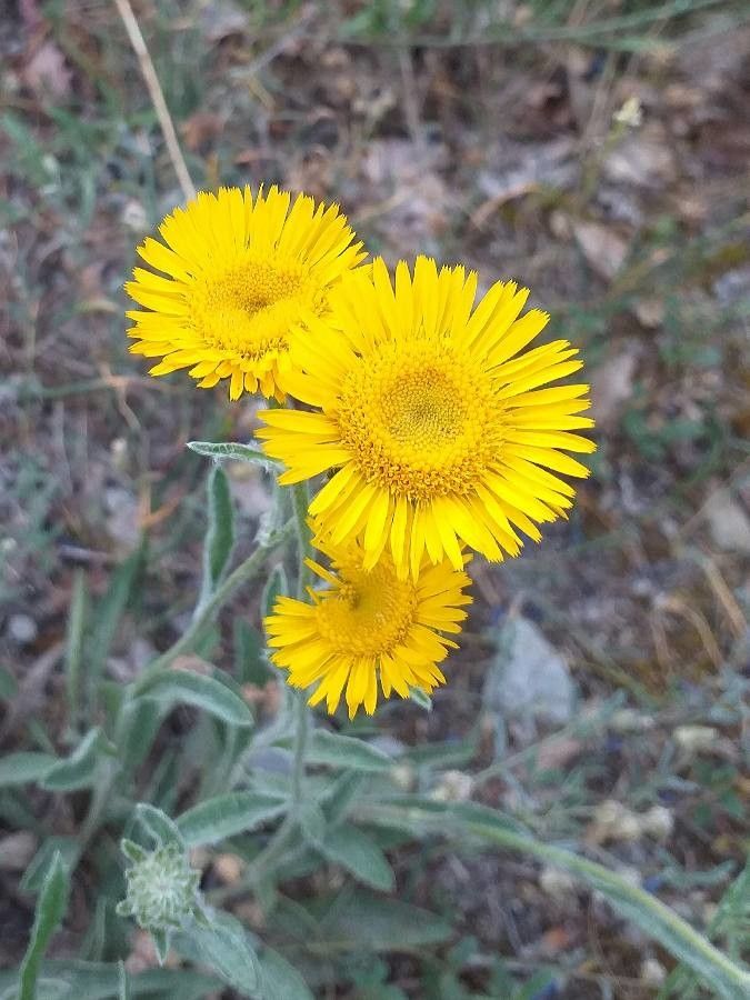 Pentanema montanum flower