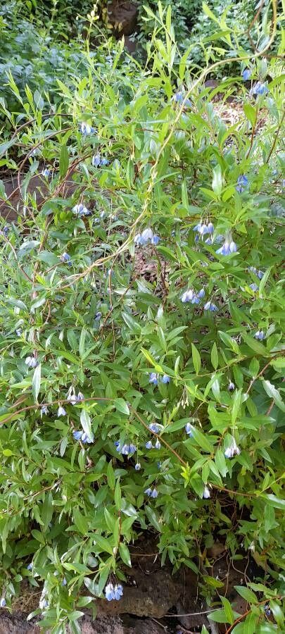 Billardiera heterophylla habit