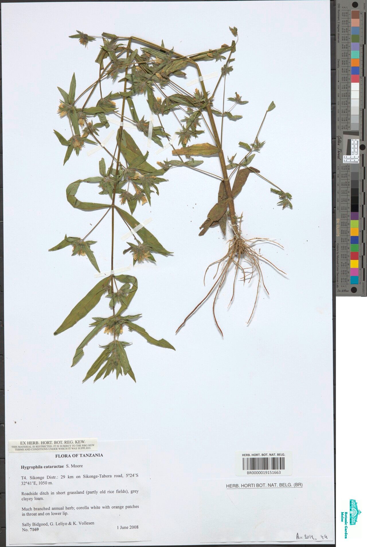 Hygrophila cataractae — search result for 'Hygrophila'