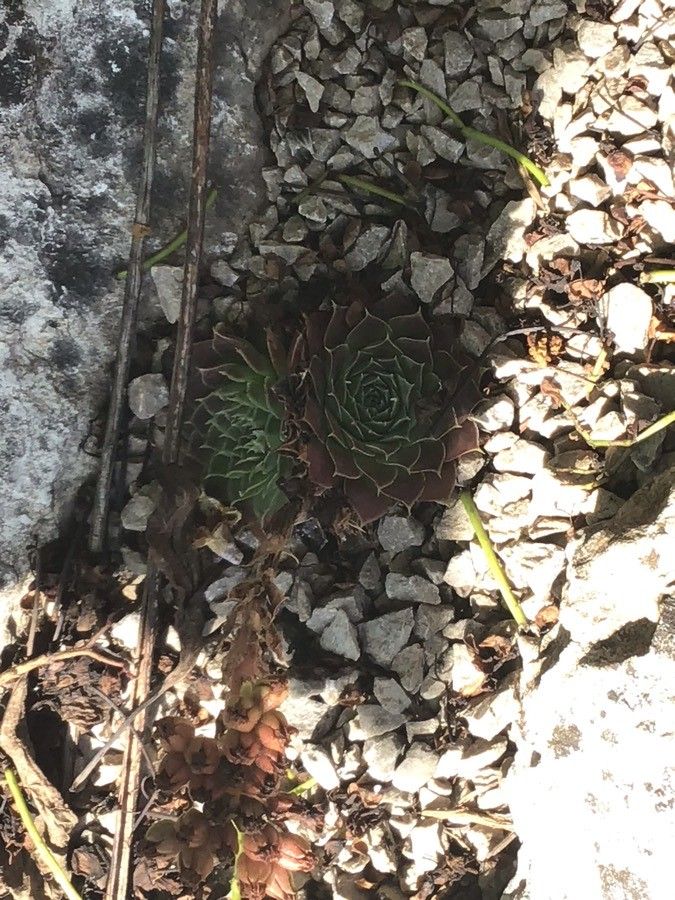 Sempervivum heuffelii leaf