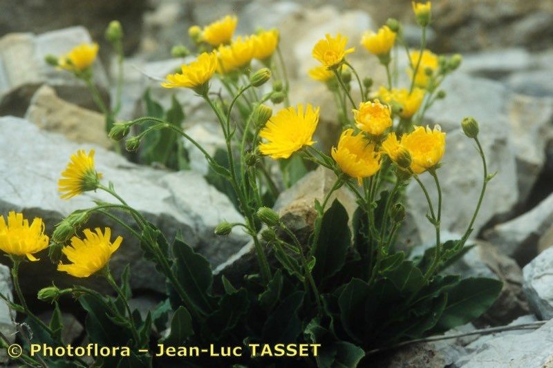 Hieracium pseudocerinthe habit