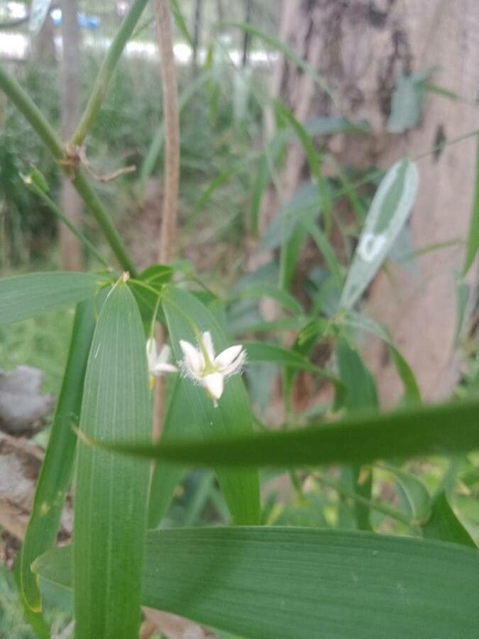 Eustrephus latifolius flower