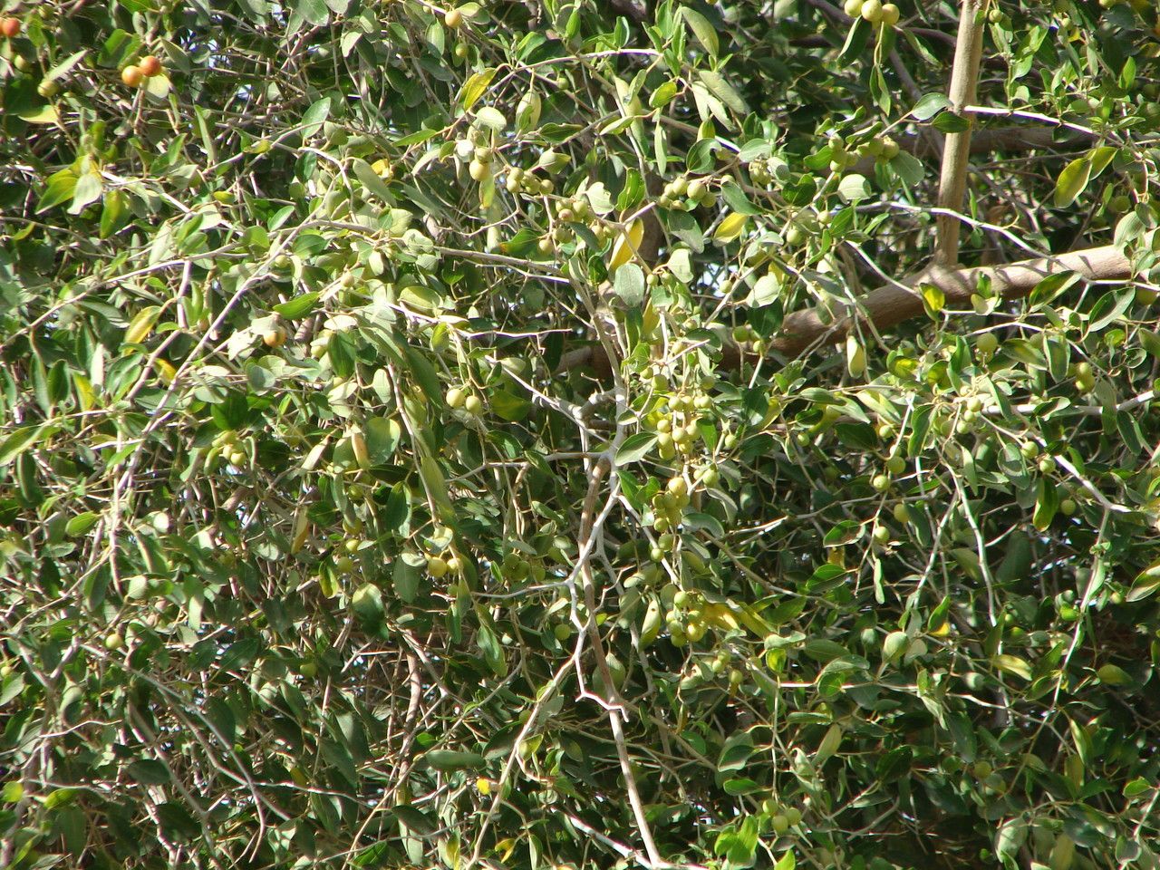 Ziziphus spina-christi fruit