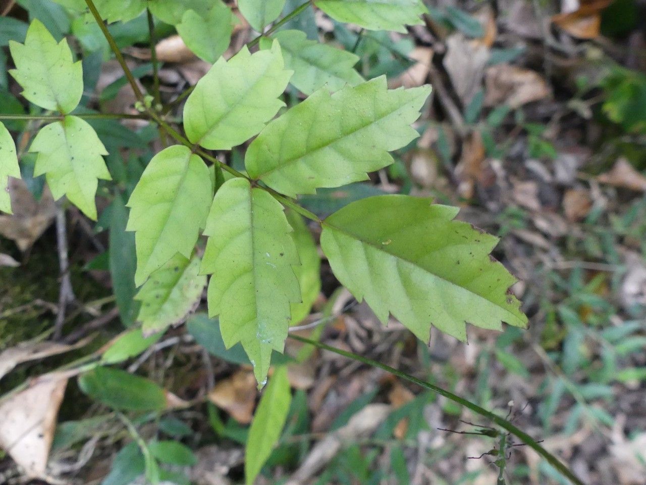 Weinmannia comorensis leaf