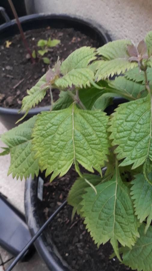 Isodon excisus — related species from the same genus