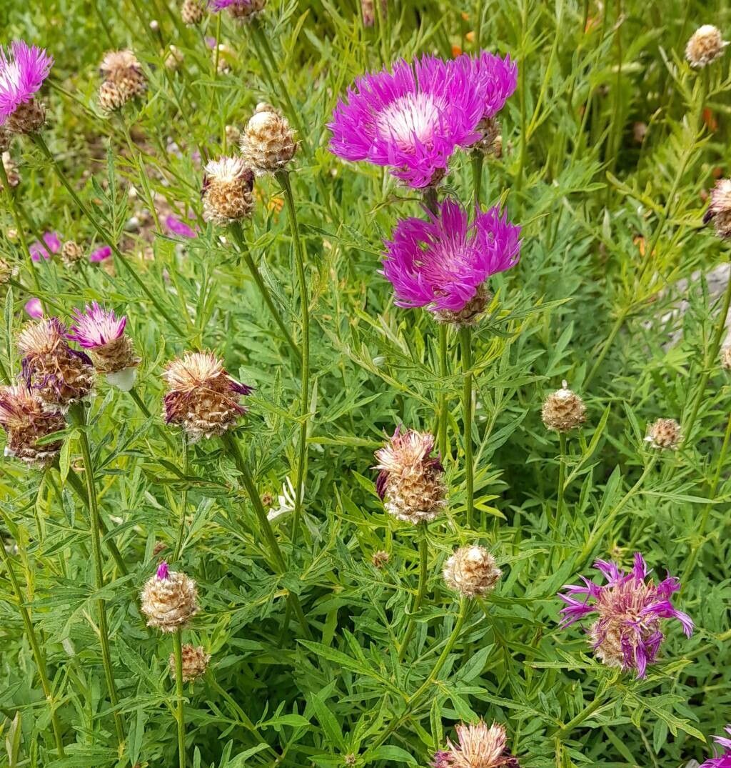Psephellus transcaucasicus habit